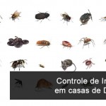 Drywall leva vantagem no controle de insetos e fungos
